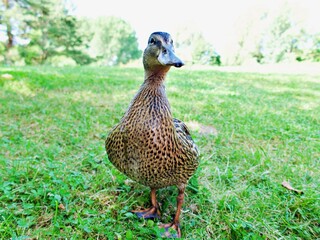 Nahaufnahme Stockente