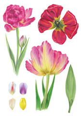 Set of tulips, petals, leaves, flowers. Botanical illustrations with markers. Separate elements on white background. Spring floral topic for designs and decorations 