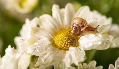 Snail and flowers, small snail on beautiful white and yellow flowers seen by a macro lens, selective focus.