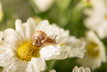 Snail and flowers, small snail on beautiful white and yellow flowers seen by a macro lens, selective focus.