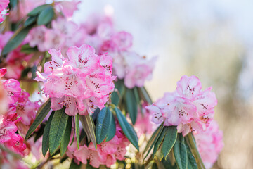 Branch of blooming purple azalea in the park in the springtime. Flowers. Natural blurred background and bokeh. Copy space.