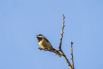 Close up shot of Carolina chickadee