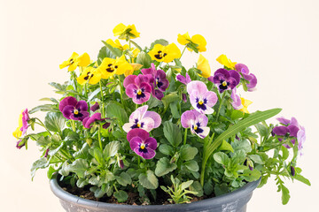 colorful mix of viola flowers isolated, copy space