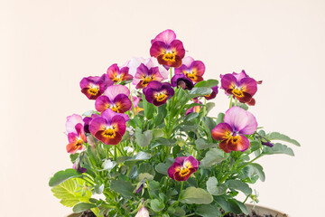 colorful viola flowers isolated, copy space