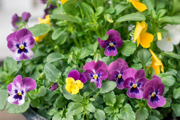 colorful mix of viola flowers isolated, copy space