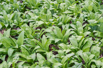 allium garlic herb in spring forest