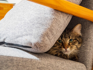 Close up shot of a Maine Coon mix cat hiding on chair with a pillow