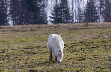 Pony grazing in a pasture on a mountain pass. Day. Winter. Trees in the distance. © NikiforPix