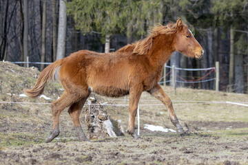 A foal trotting in the paddock. Winter, day. © NikiforPix