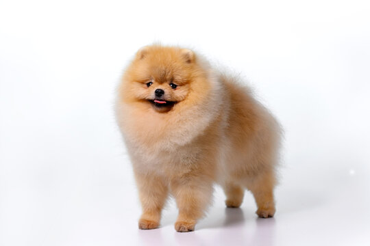 Miniature Pomeranian Spitz standing on white background, front view