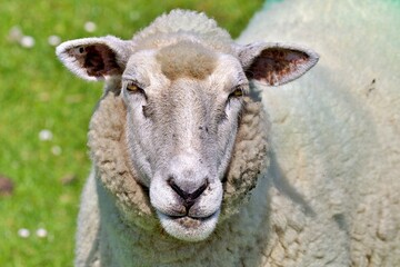 Schaf Portrait