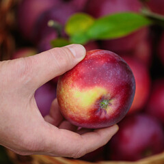 Woman holding wicker basket and harvesting apples from fruit tree. Autumn season in orchard. Organic apples in the garden.
