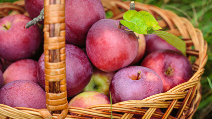 Ripe red Apples in a Basket Outdoor. Autumn Garden