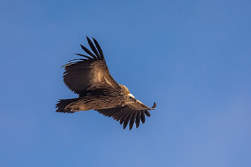 Fototapeta premium Magnificent Stepped eagle circling around the top of Sunder Peak (5 373m). Beautiful sighting during acclimatization hike from Thame