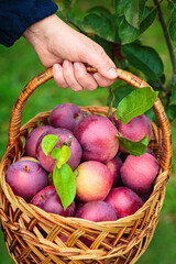 Woman holding wicker basket and harvesting apples from fruit tree. Autumn season in orchard. Organic apples in the garden.