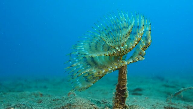 Sabella spallanzanii   scenery underwater open wings and collecting particles in water fan worm ocean scenery background