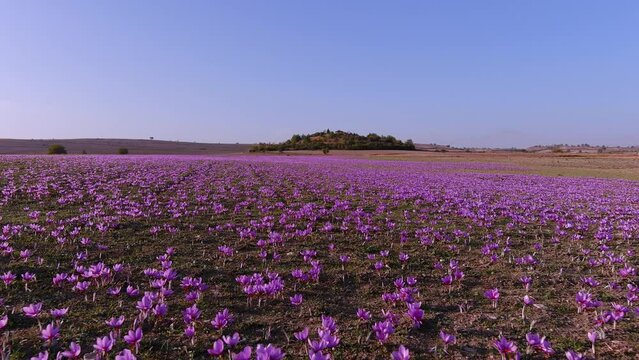 Autumn blooming field crocuses. Delicate purple saffron flowers. Floral fall background. Beauty in nature. Kozani in northern Greece