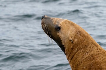 Obraz premium cute sea lion looking away from camera with ocean in background