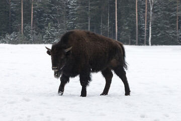 A bison walking in the snow in the forest. Bison in winter against the background of a snowy forest.Bison in nature