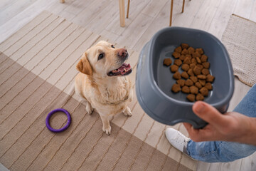 Young man feeding cute Labrador dog in kitchen, closeup