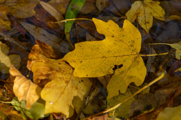 leaf