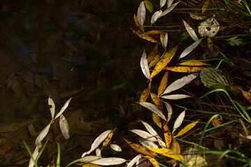 the tale of the leaves