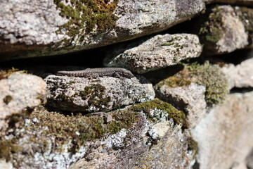 Lézards sur un mur en pierre. Corrèze, France