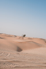 Obraz na płótnie Canvas tree in the desert