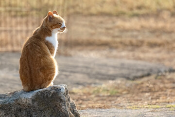 Ginger red hair tabby cat enjoy the sun outside sitting relaxed on the sun.