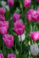 tulips