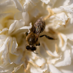 A bee on a white flower. Macro photography. Honey Bee on white flower collecting pollen and nectar...
