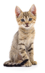 Kitten on white background.