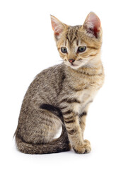 Kitten on white background.