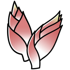 太い線で描かれたカットイラスト / 2個のミョウガ