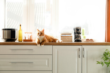 Cute red cat lying on counter in kitchen