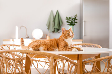 Cute red cat lying on dining table in kitchen