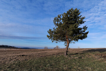 Samotne drzewo na pograniczu Polski i Ukrainy wiosną. © Adam Sadlak
