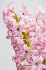 pink hyacinth (Hyacinthus), blooming stately stately inflorescence, delicate bell-shaped intimate flowers, ornamental spring plant on a light background