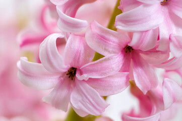 pink hyacinth (Hyacinthus), blooming stately stately inflorescence, delicate bell-shaped intimate flowers, ornamental spring plant on a light background