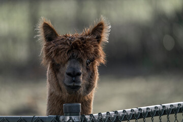 Alpaca portrait close-up with sharp eye and fluffy hair