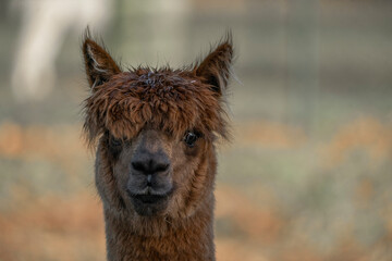 Alpaca portrait close-up with sharp eye and fluffy hair