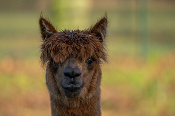 Fototapeta premium Alpaca portrait close-up with sharp eye and fluffy hair