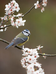 Obraz premium Blue tit, Cyanistes caeruleus