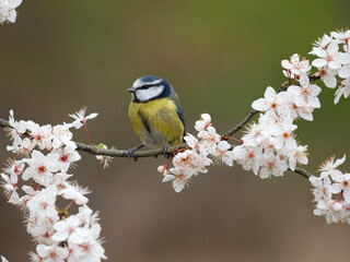 Blue tit, Cyanistes caeruleus