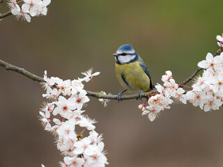 Blue tit, Cyanistes caeruleus