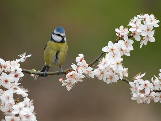 Blue tit, Cyanistes caeruleus