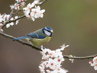 Blue tit, Cyanistes caeruleus