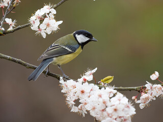 Great tit, Parus major