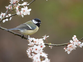 Great tit, Parus major