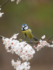 Blue tit, Cyanistes caeruleus